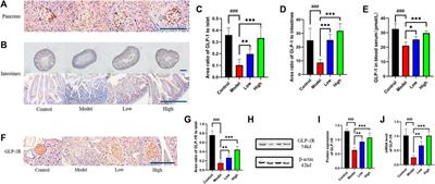 Berberine enhances the function of db/db mice islet β cell through GLP-1/GLP-1R/PKA signaling pathway in intestinal L cell and islet α cell